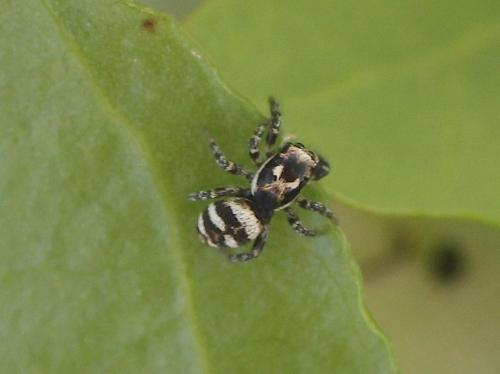 Salticus scenicus